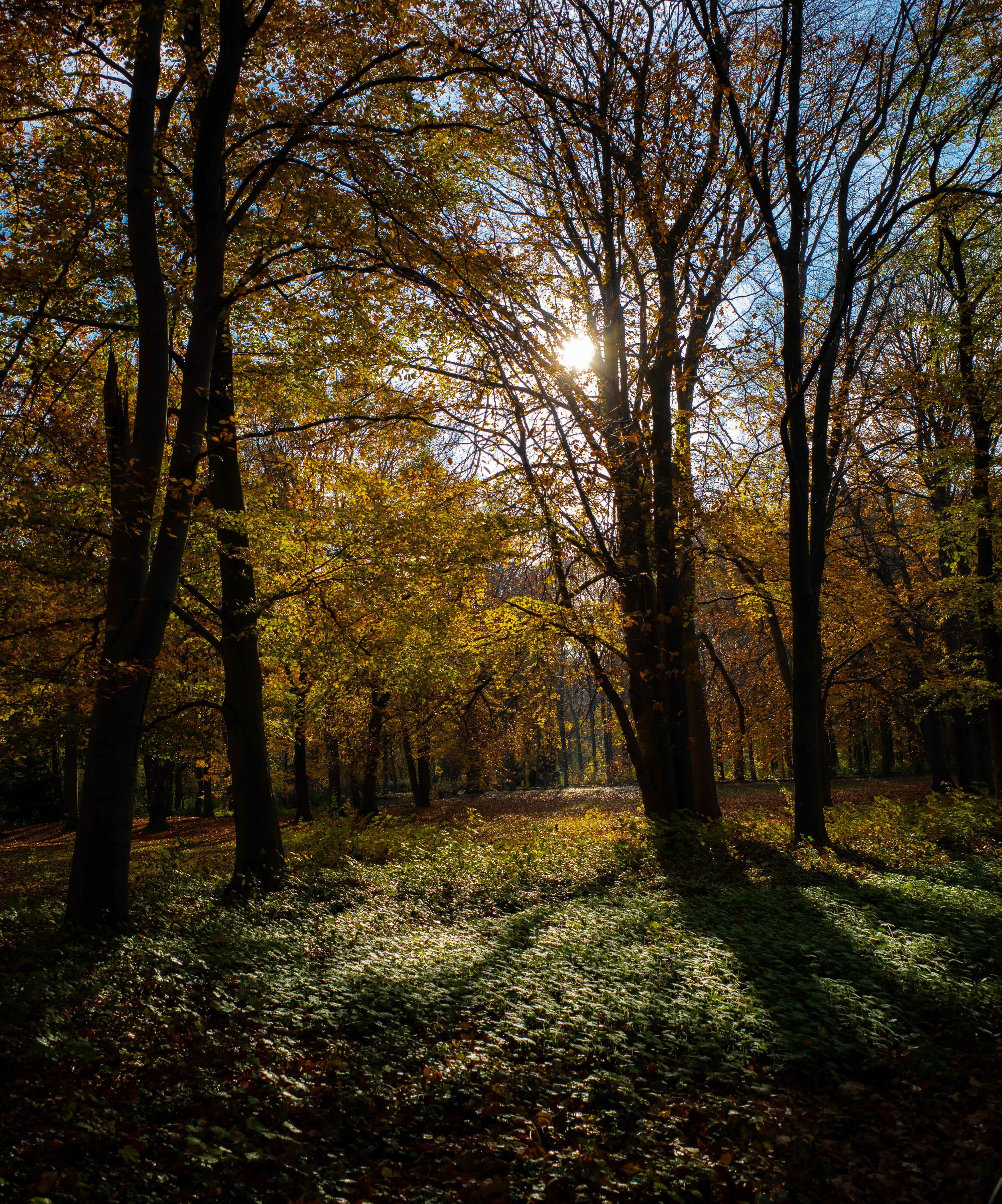 tiergarten