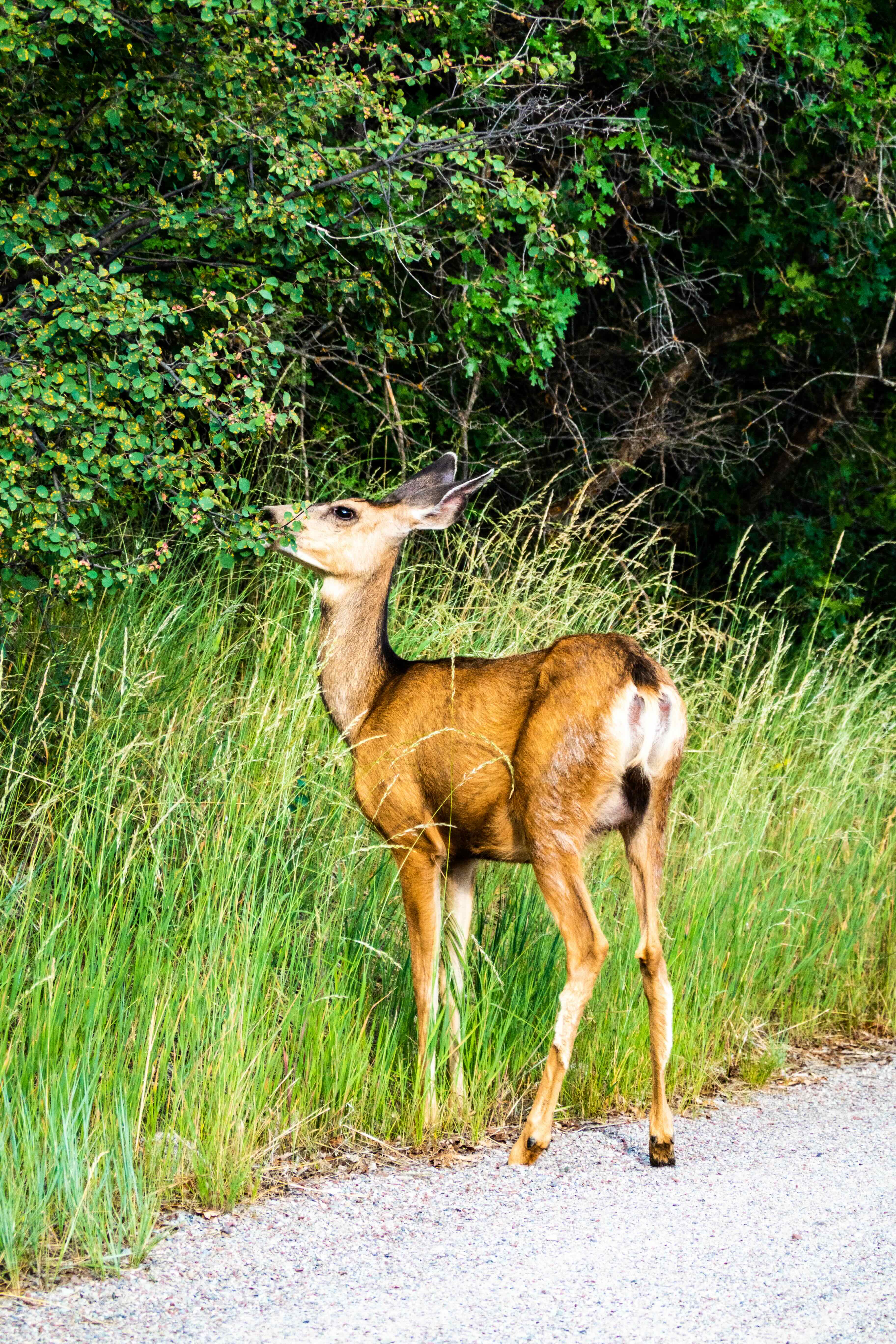 a deer browsing across the trail