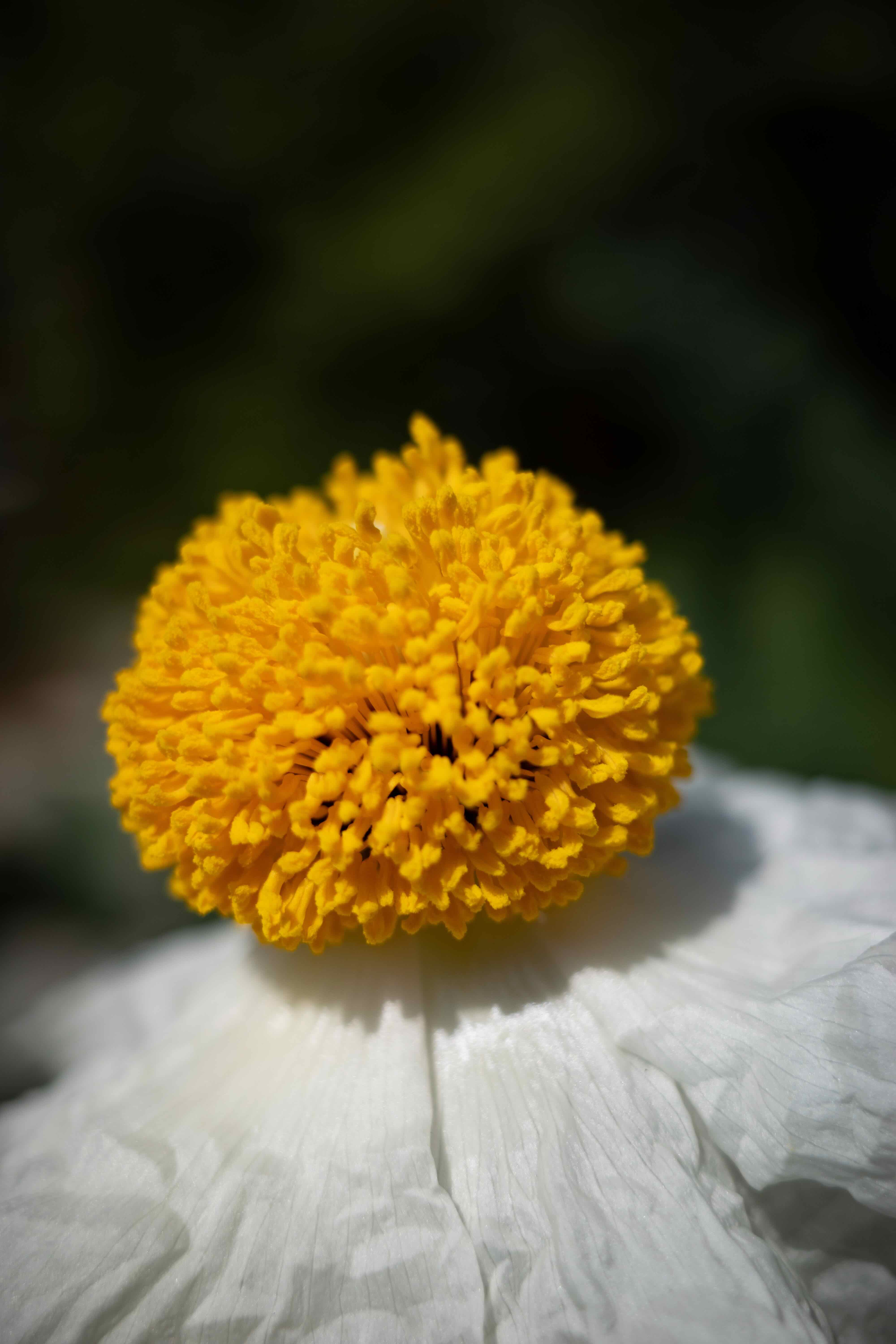 Macro mode