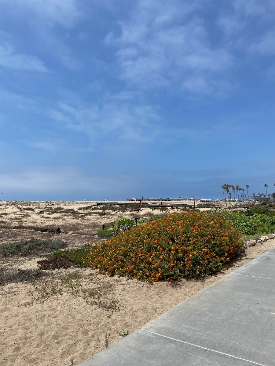 Pretty flowers in Newport Beach