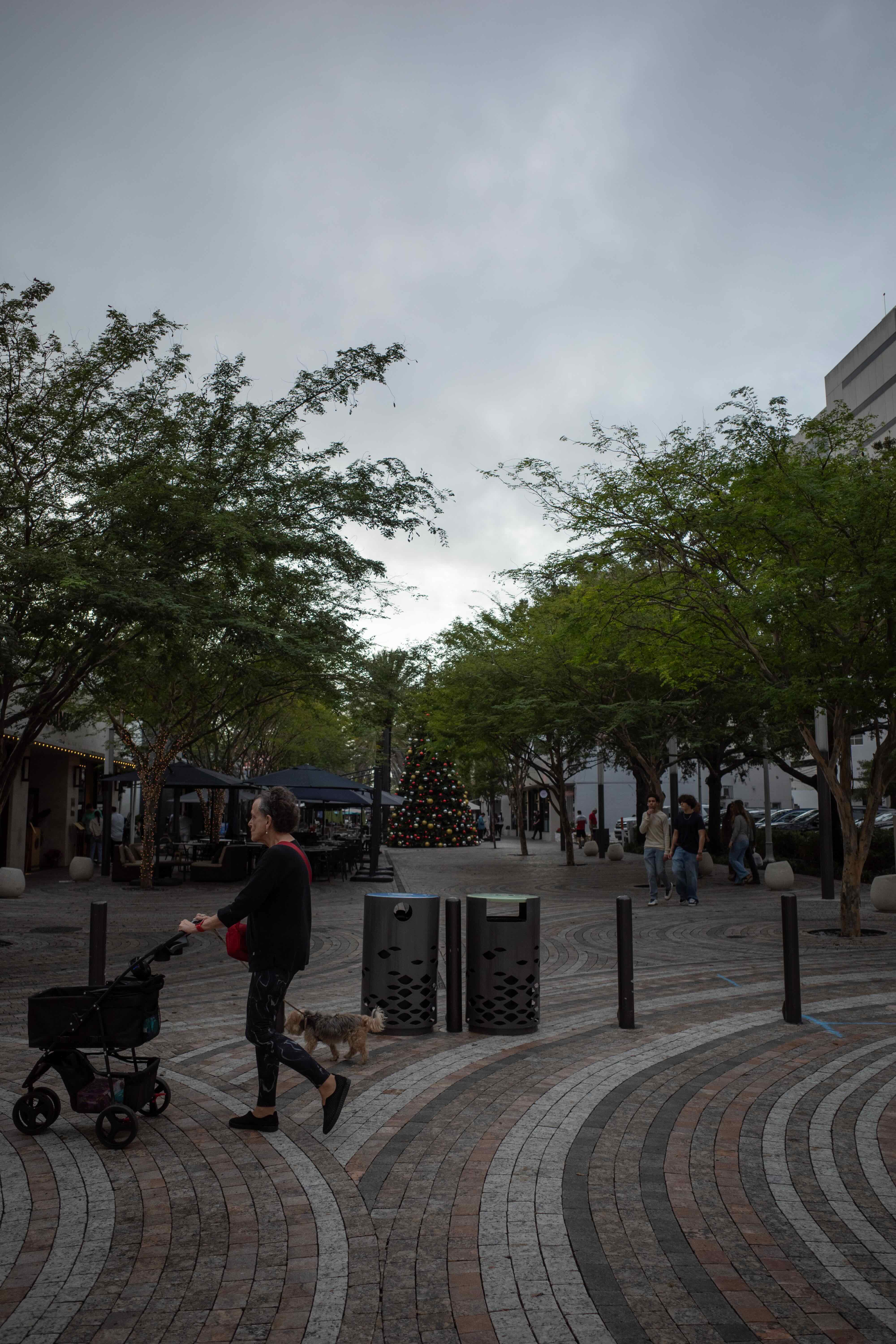 A pedestrian walking a dog on Giralda Avenue in Coral Gables, Florida