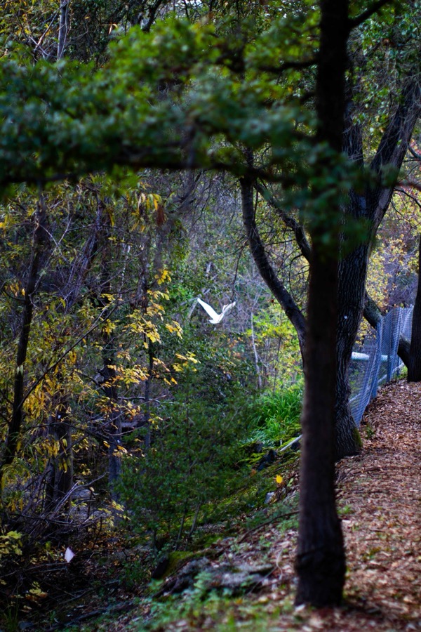 San Pablo Creek in Orinda