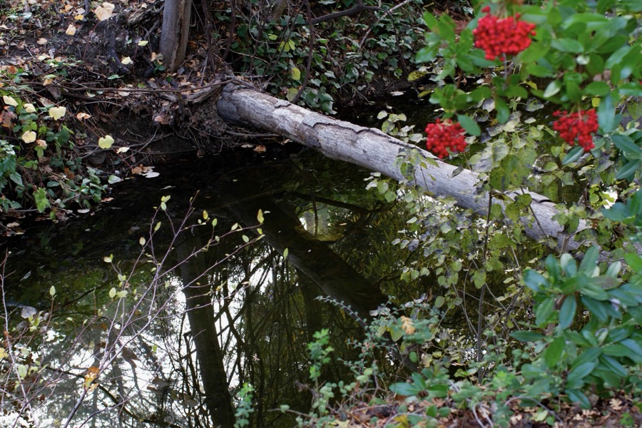 San Pablo Creek in Orinda